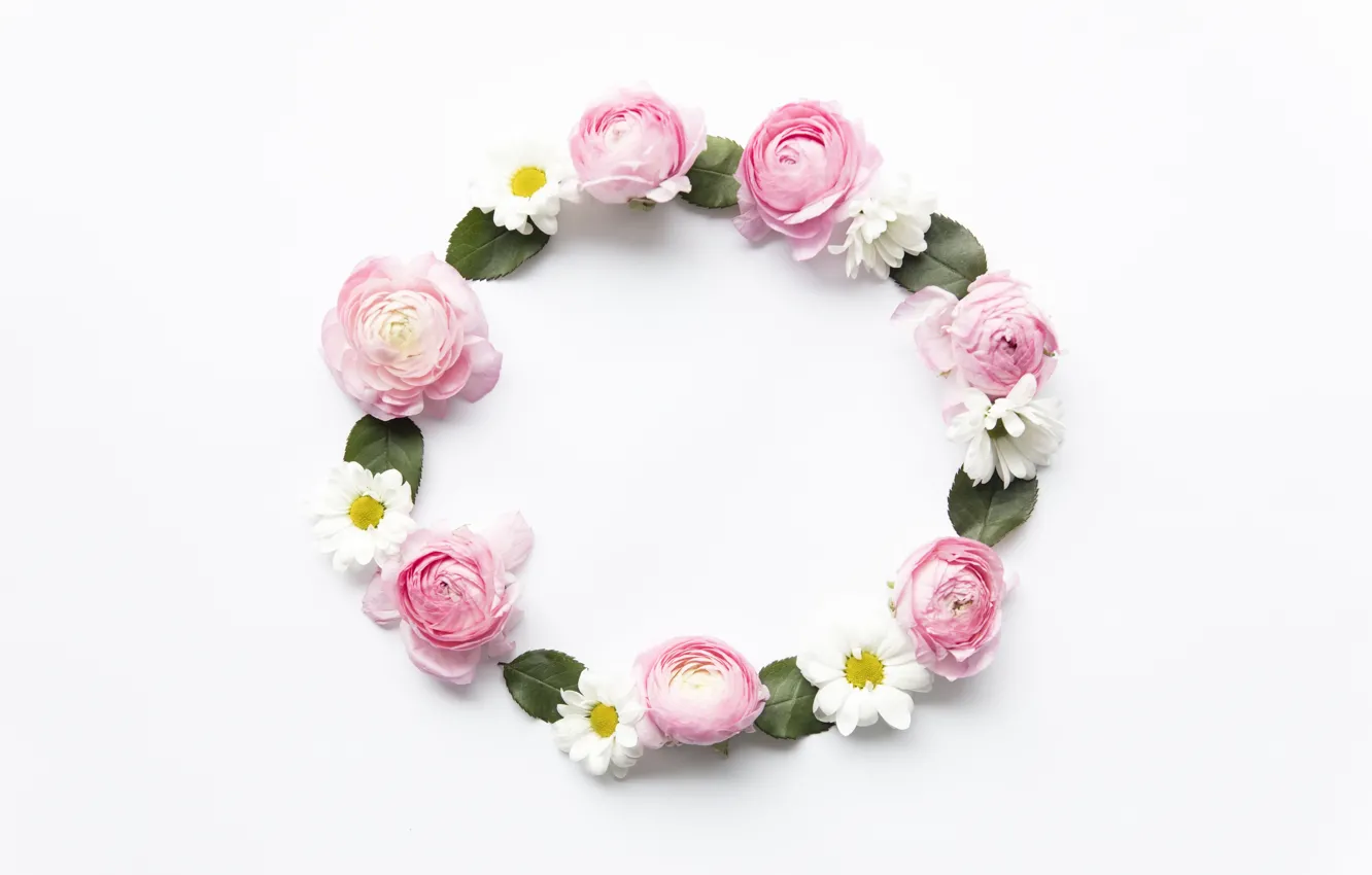 Фото обои цветы, ромашки, розовые, pink, flowers, пионы, peonies, camomile