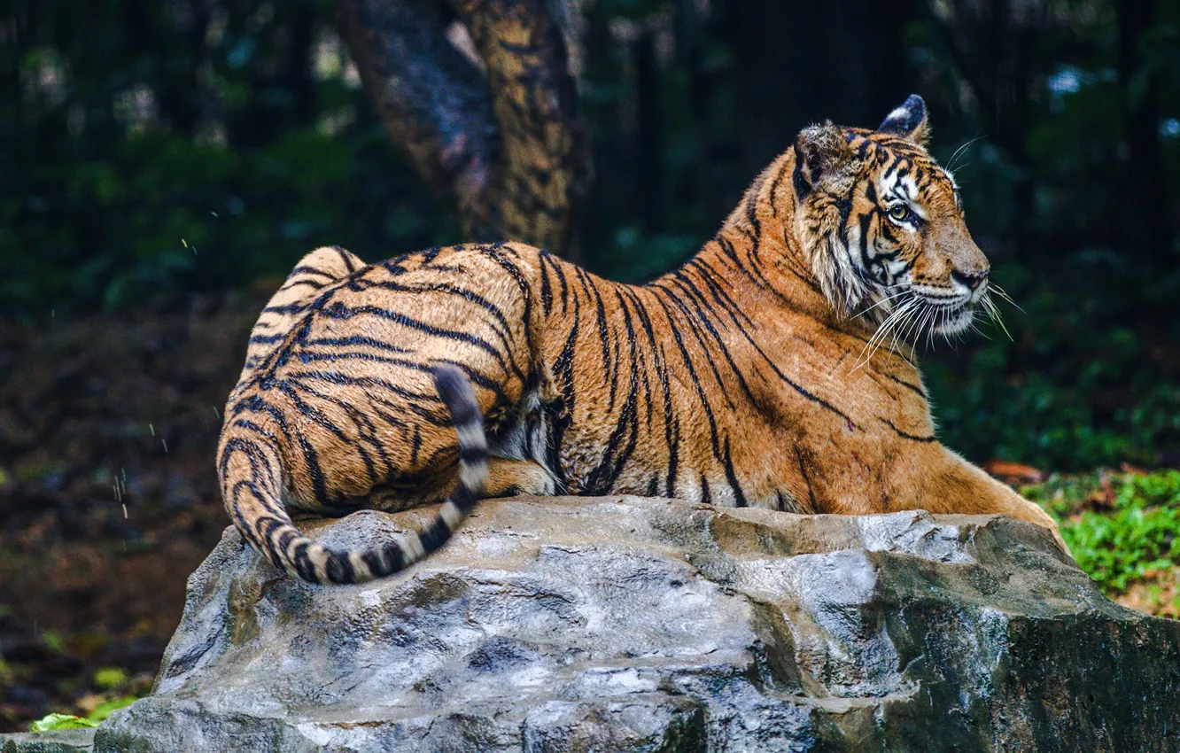 Фото обои природа, тигр, темный фон, камень, лежит