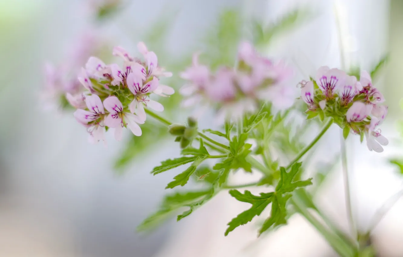 Фото обои макро, цветы, фон