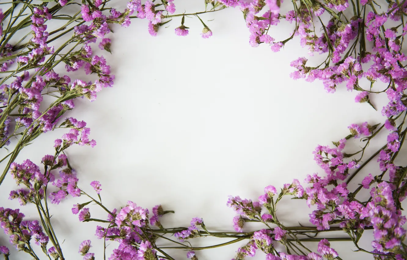 Фото обои цветы, фон, рамка, flowers, purple, violet, frame