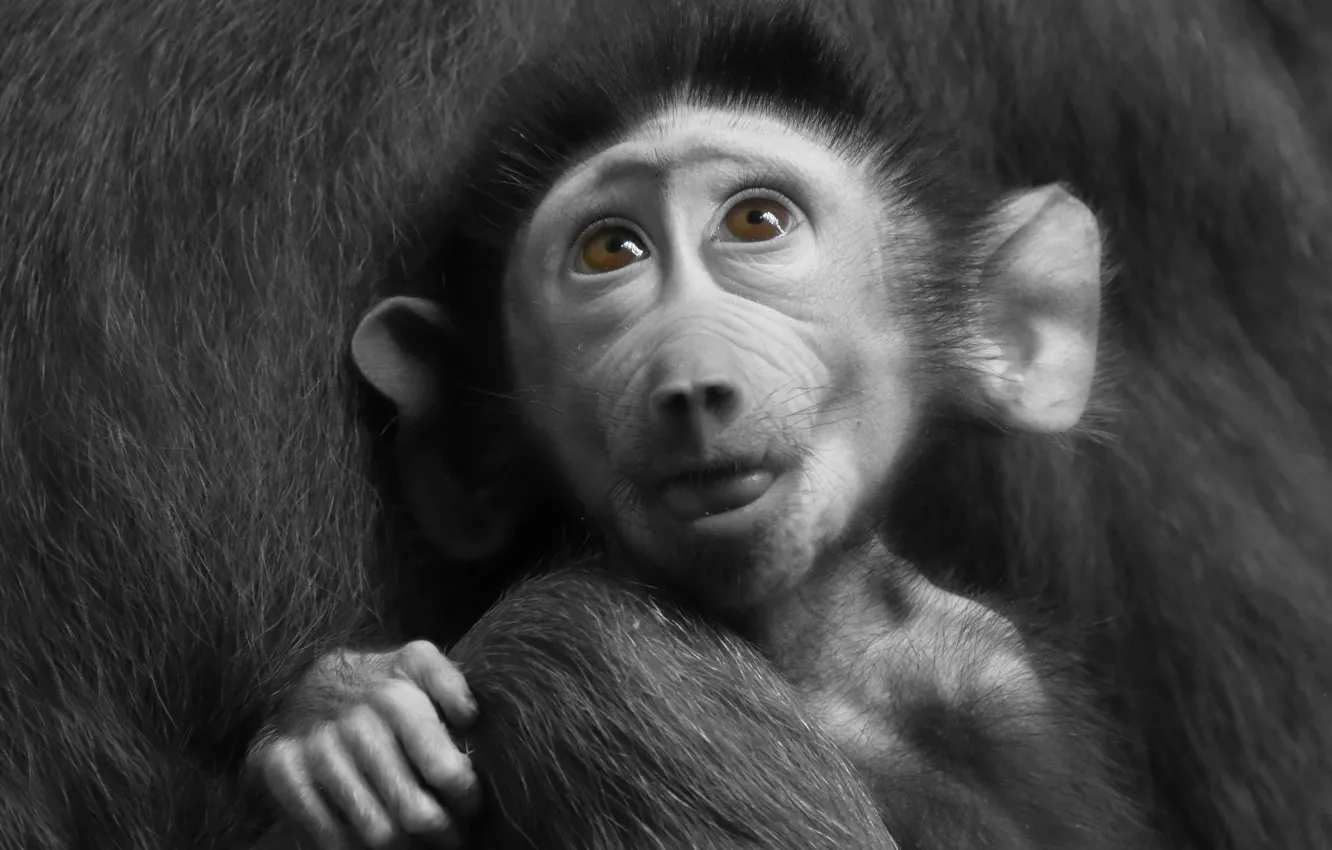 Фото обои animal, pavian, baboon