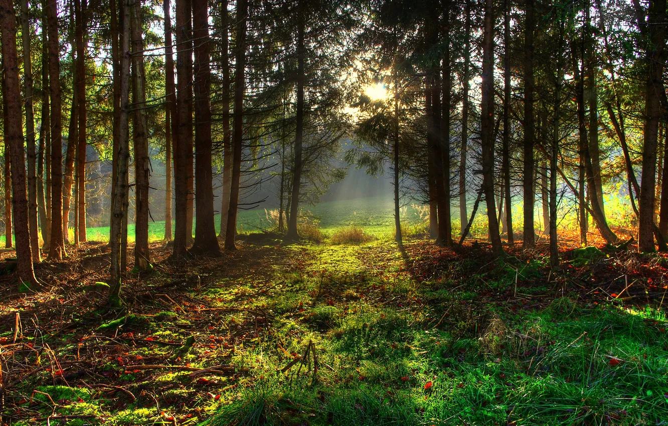 Фото обои лес, трава, солнце, деревья