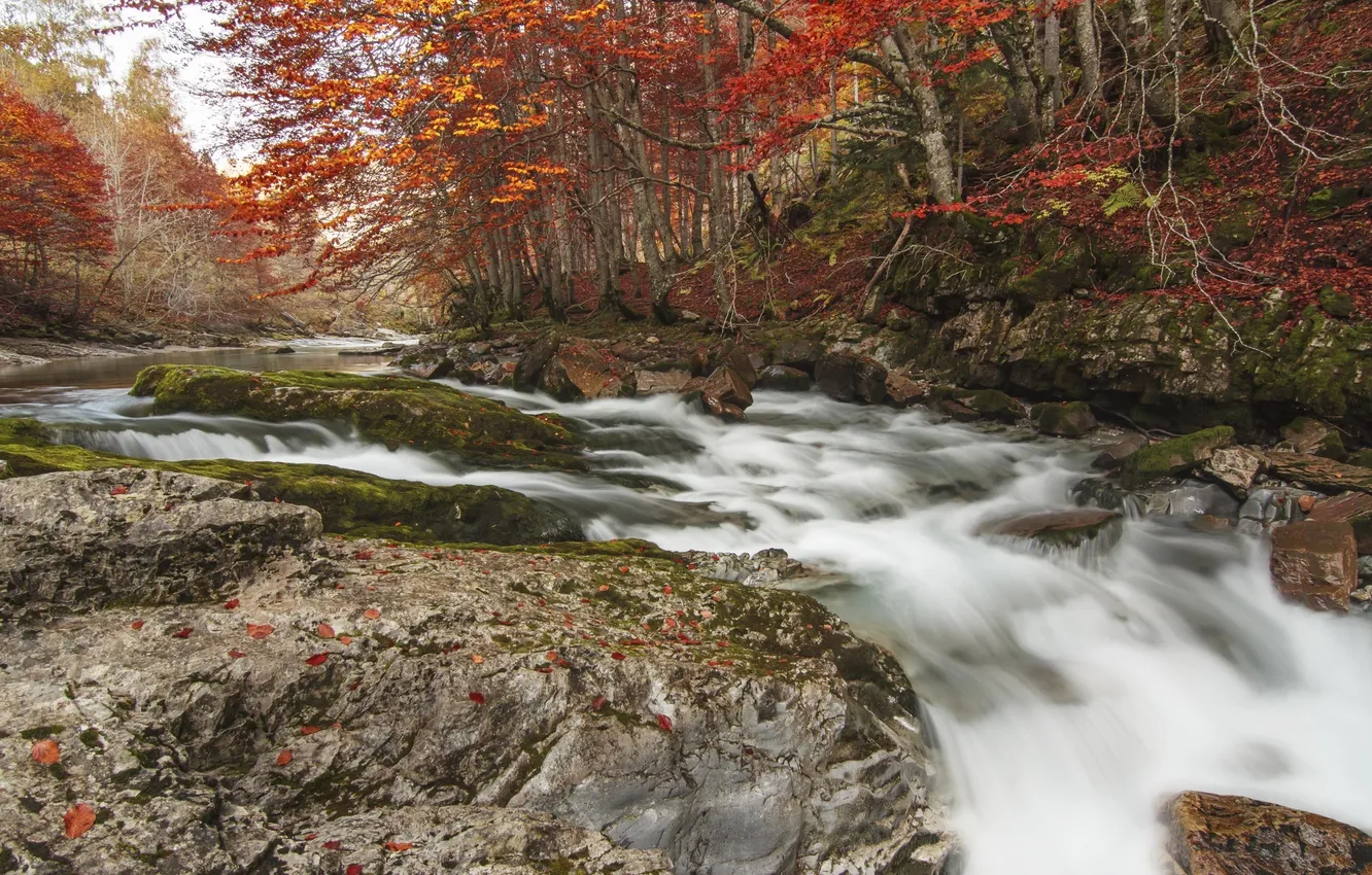 Фото обои осень, лес, деревья, природа, река