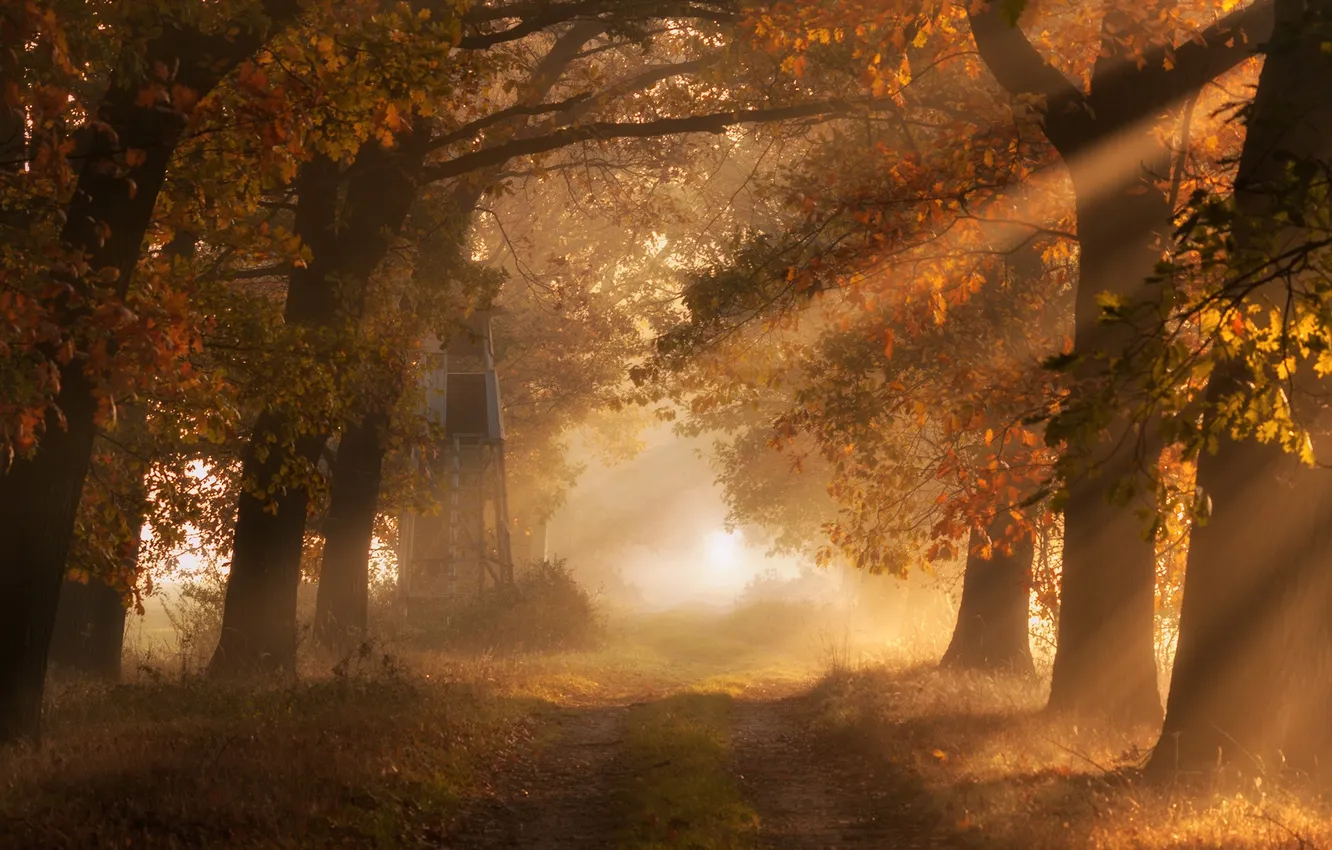 Фото обои дорога, осень, свет, деревья, природа