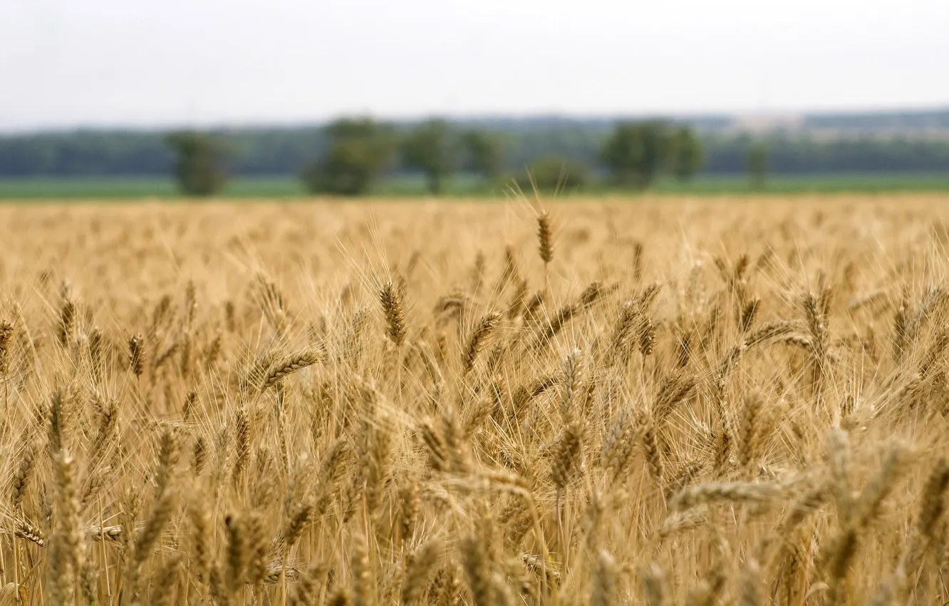 Фото обои пшеница, поле, колосья