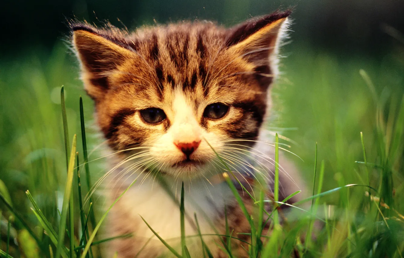 Фото обои кошка, трава, кот, макро, котенок, cat
