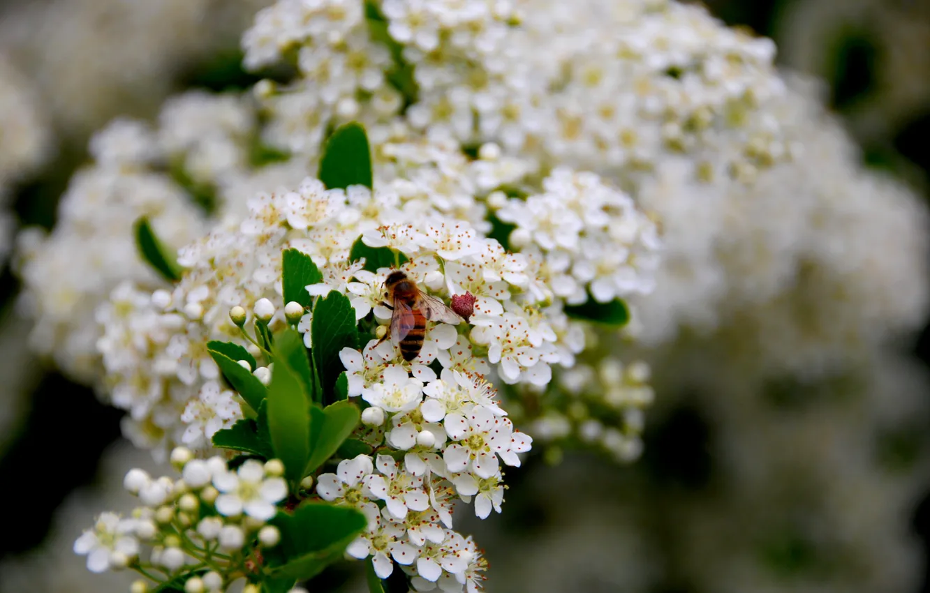 Фото обои Весна, Spring, Wasp, Боярышник, Hawthorn, Цветение Боярышника, Flowering, Оса