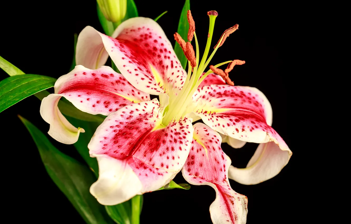 Фото обои цветок, макро, Лилия, macro, lily