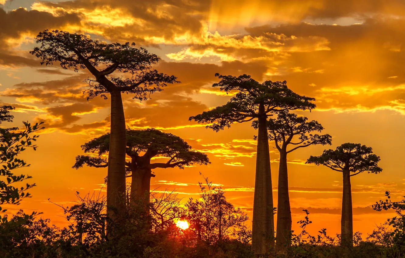 Фото обои закат, баобаб, Мадагаскар