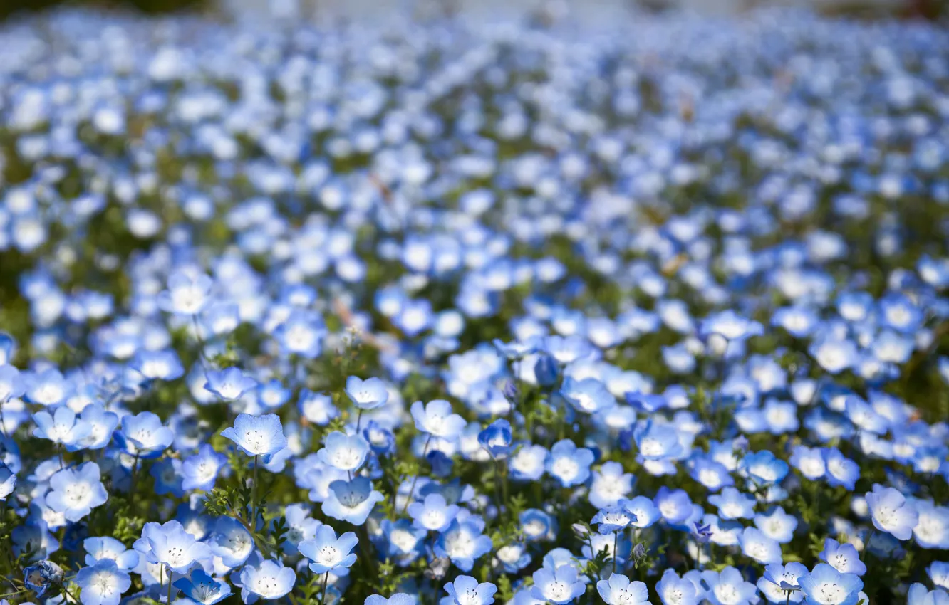 Фото обои поле, цветы, лепестки, размытость, голубые, боке, Немофила