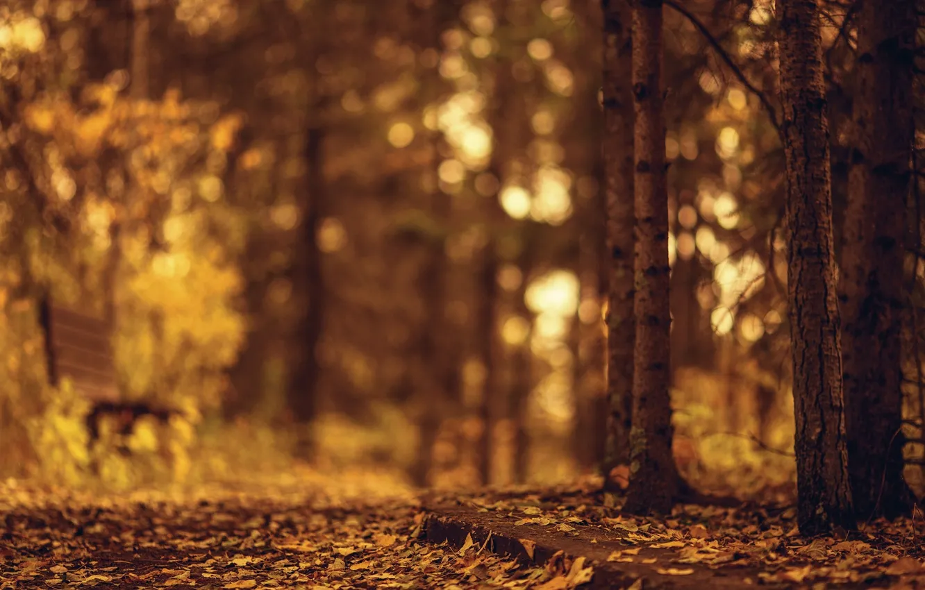 Фото обои осень, листья, деревья, скамейка, природа, фон, дерево, widescreen