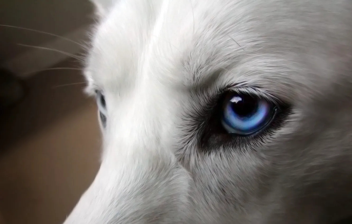 Фото обои глаза, собака, голубые, белая