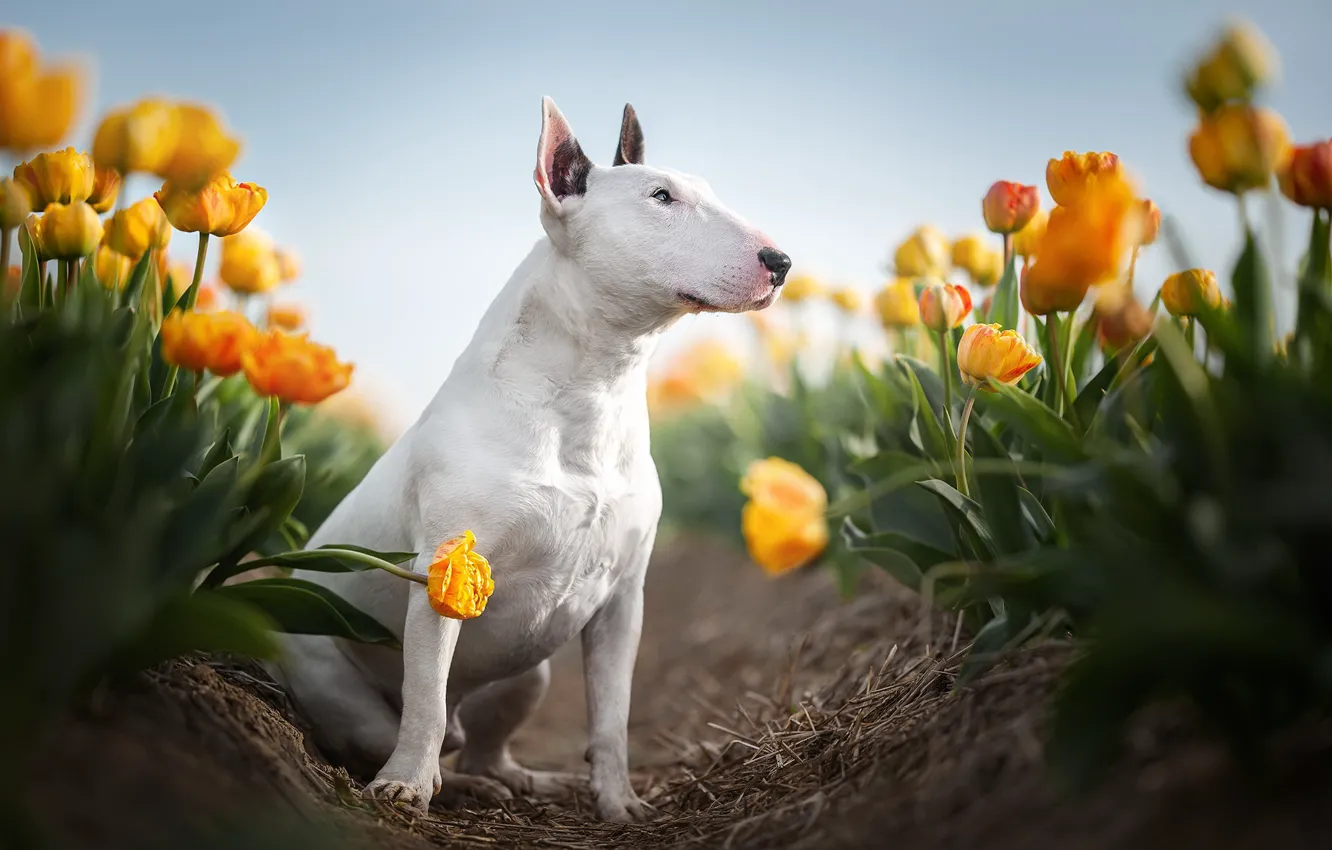Фото обои природа, собака, тюльпаны