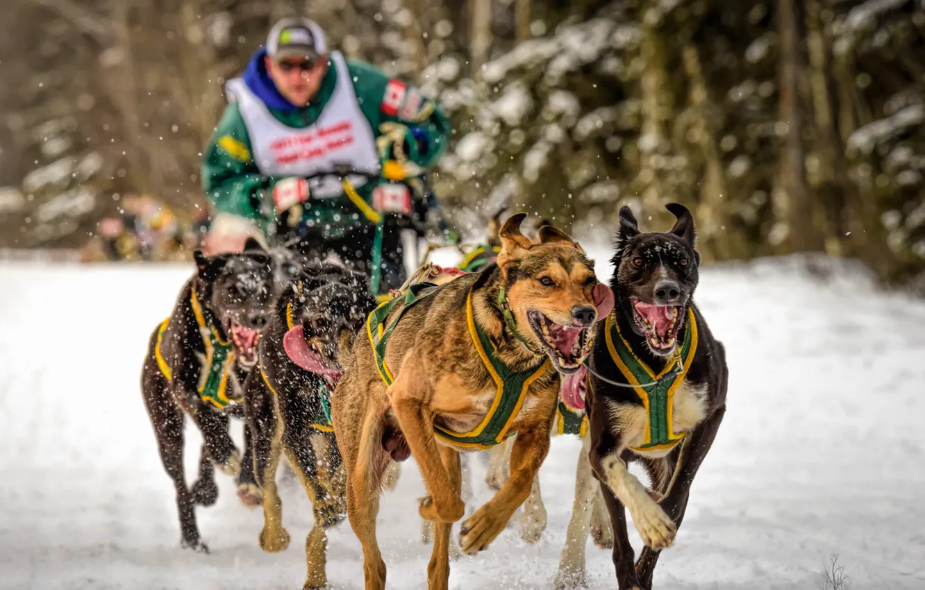 Фото обои собаки, спорт, бег