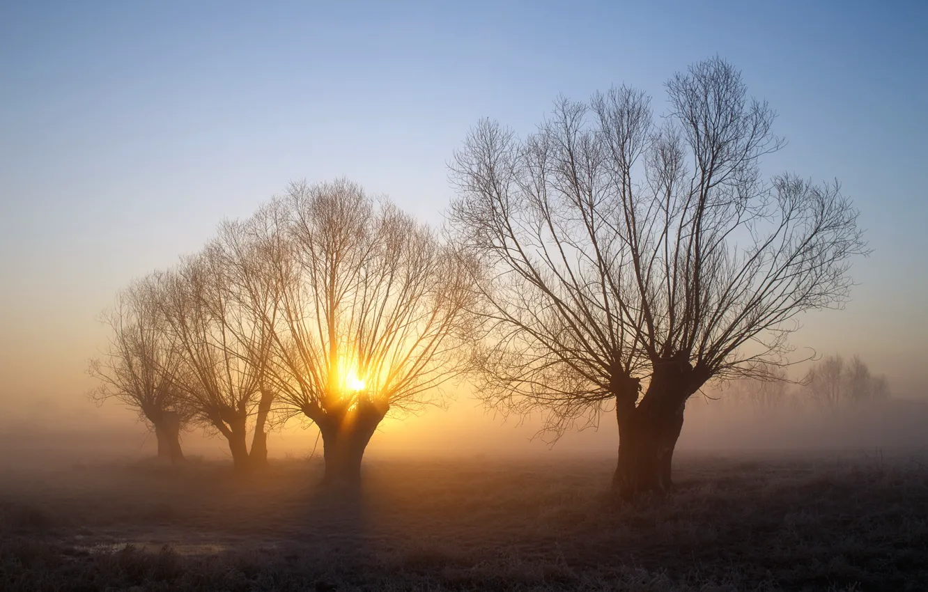 Фото обои деревья, пейзаж, туман, утро