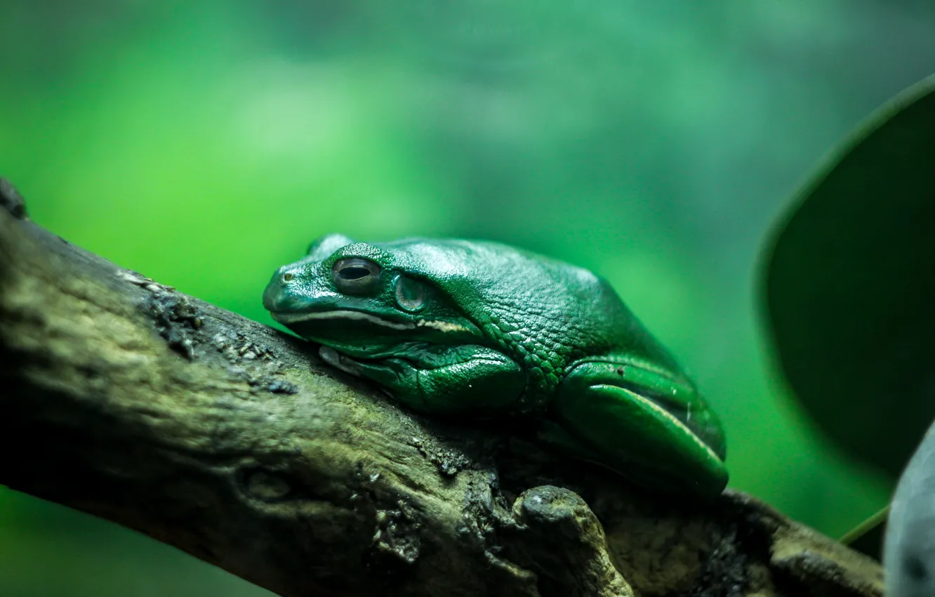 Фото обои зеленый, дерево, аквариум, ветка, жаба, frog, зоопарк
