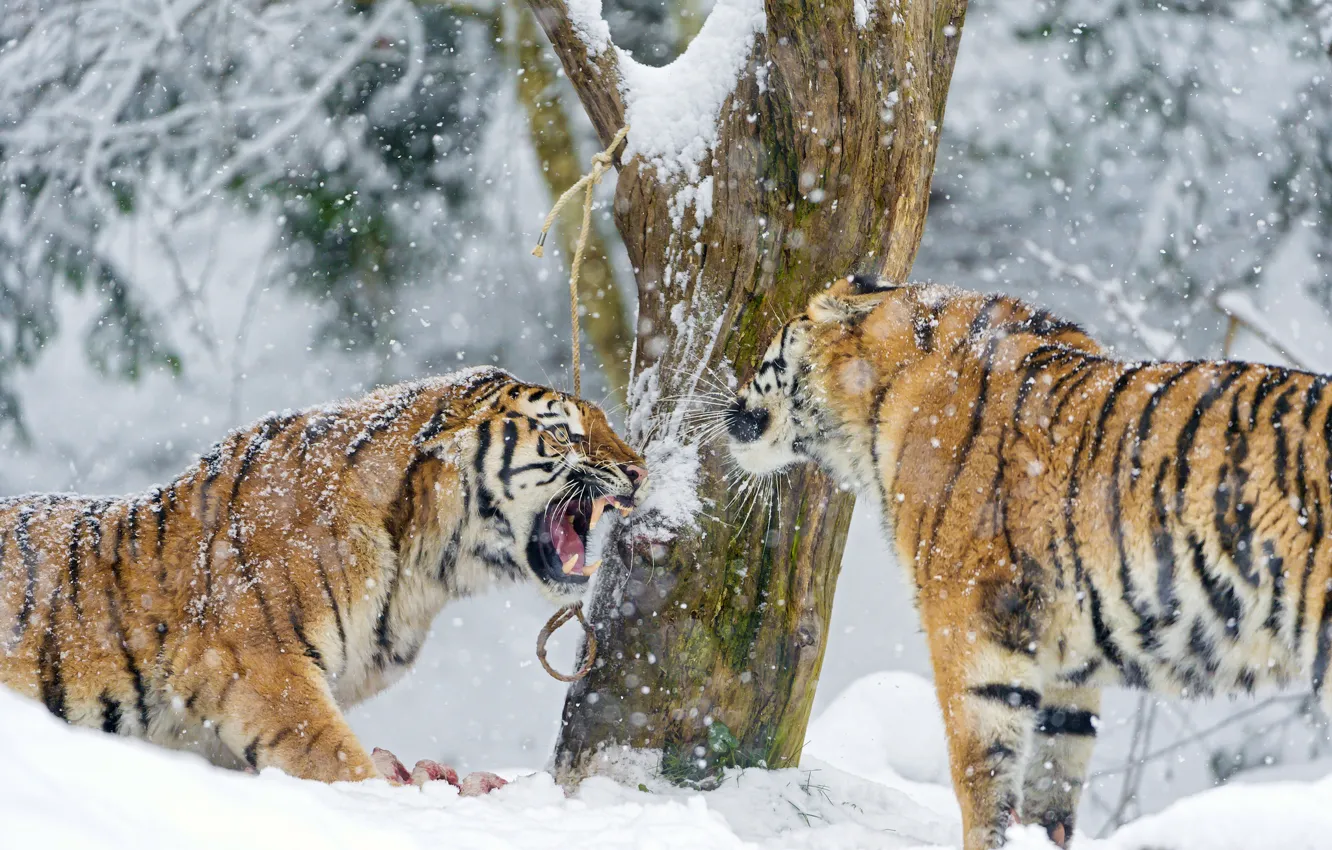 Фото обои зима, снег, дерево, хищник, пара, клыки, большая кошка, амурский тигр