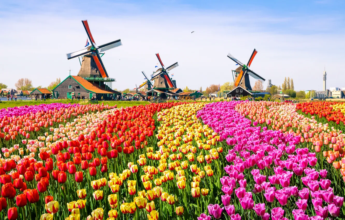 Фото обои colors, birds, tulips, tourists, mills