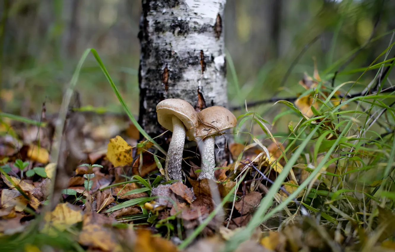 Фото обои осень, лес, грибы, подберёзовик