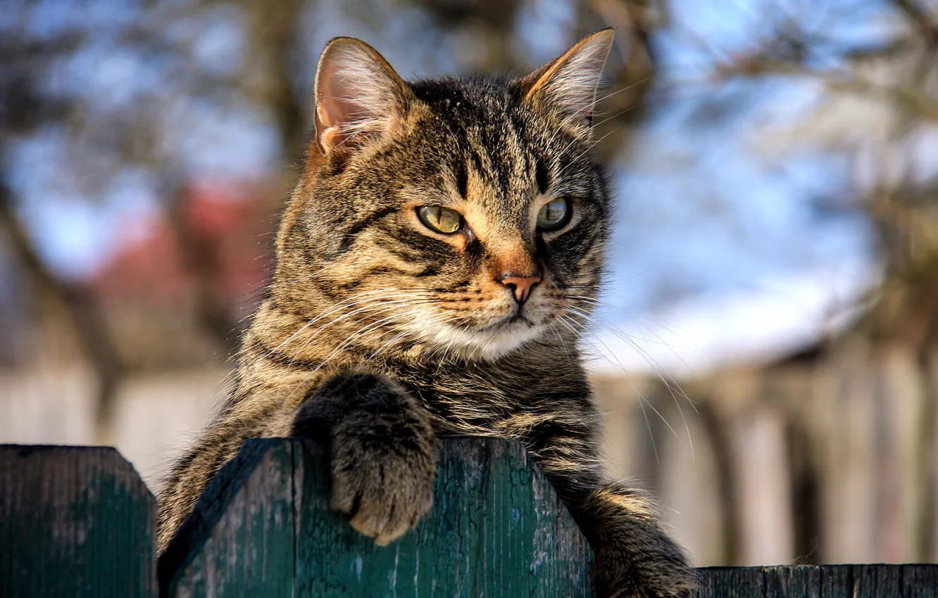 Фото обои кот, забор, мордочка, котейка, Игорь Денисов