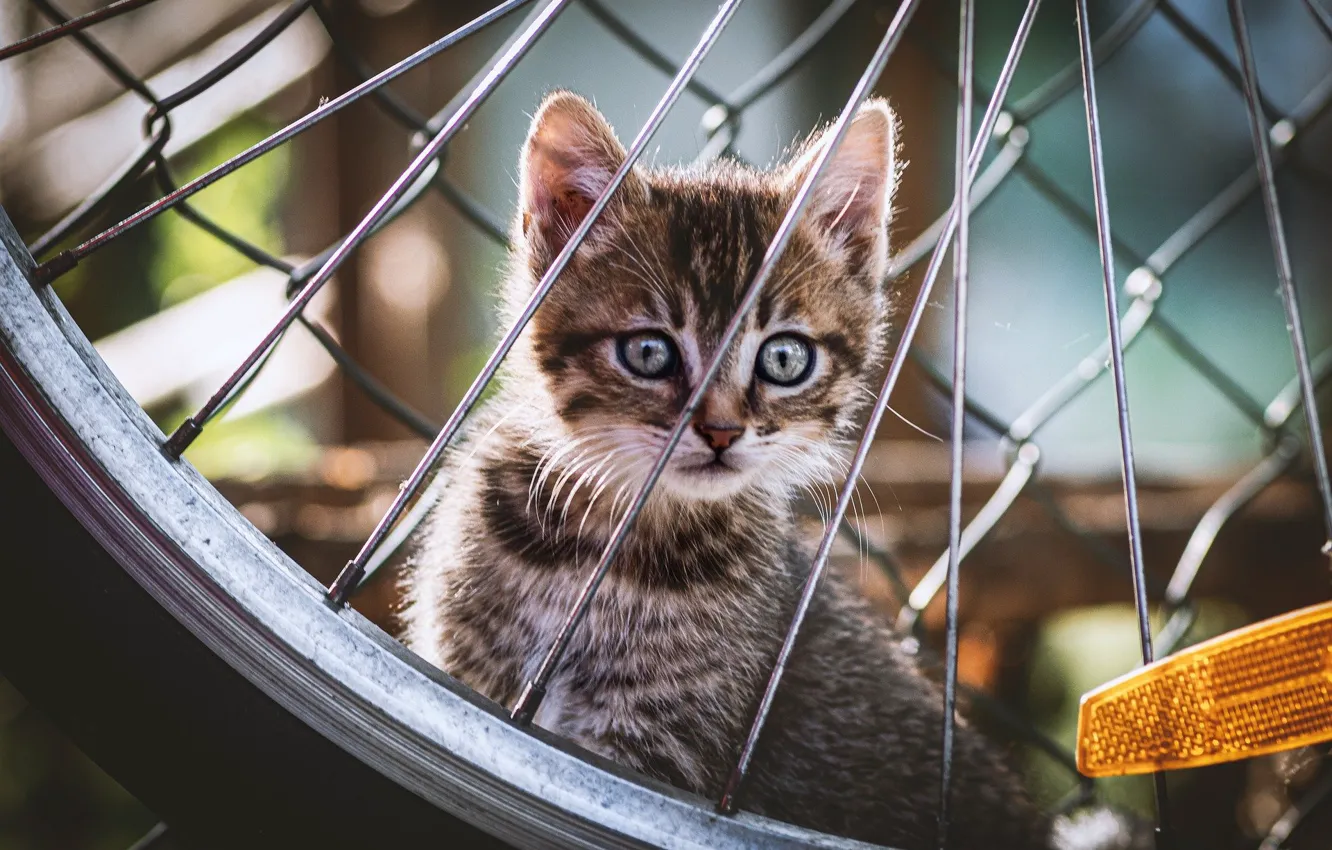 Фото обои котенок, колесо, Fabio Grandis