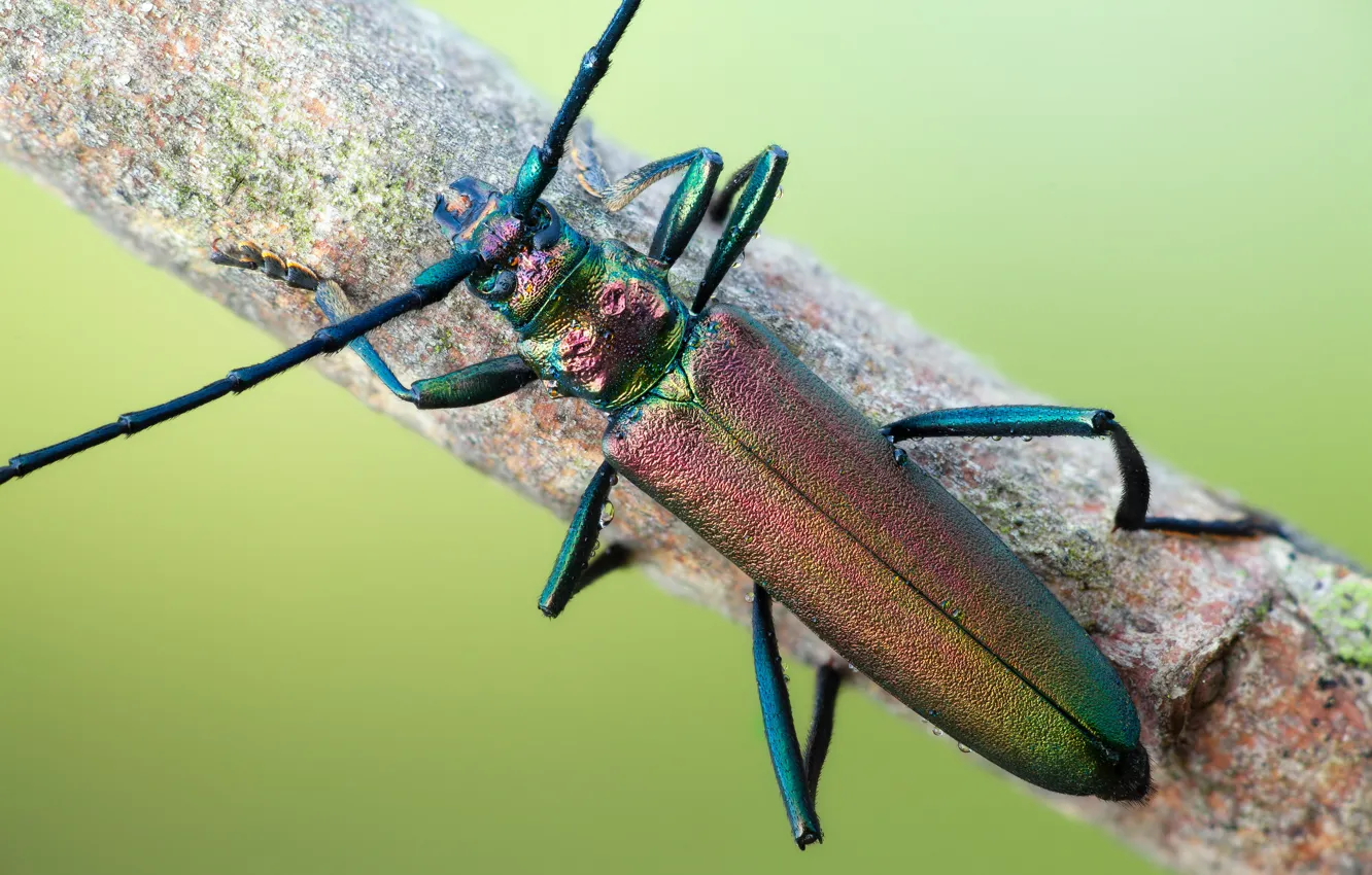 Фото обои макро, жук, насекомое