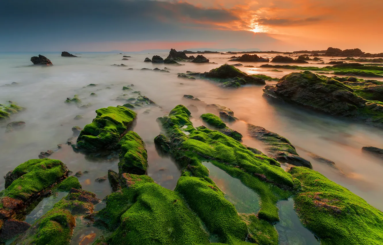 Фото обои море, солнце, водоросли, закат, камни, берег, зеленые, каменная гряда