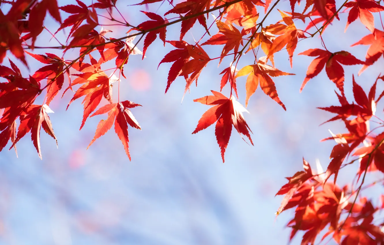 Фото обои осень, листья, colorful, клен, autumn, leaves, осенние, maple