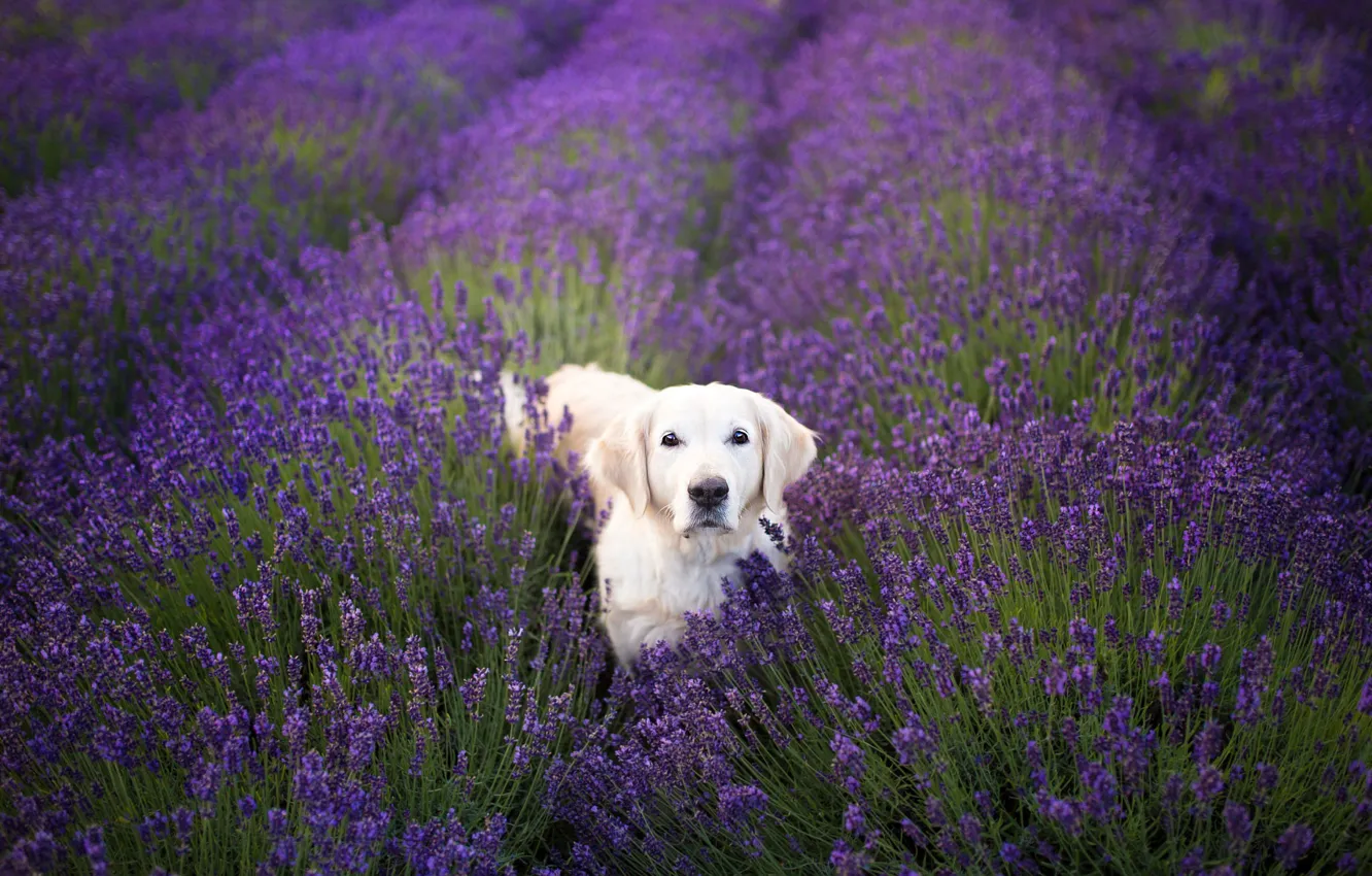 Фото обои цветы, собака, белая, прогулка, лаванда, ретривер, лавандовое поле