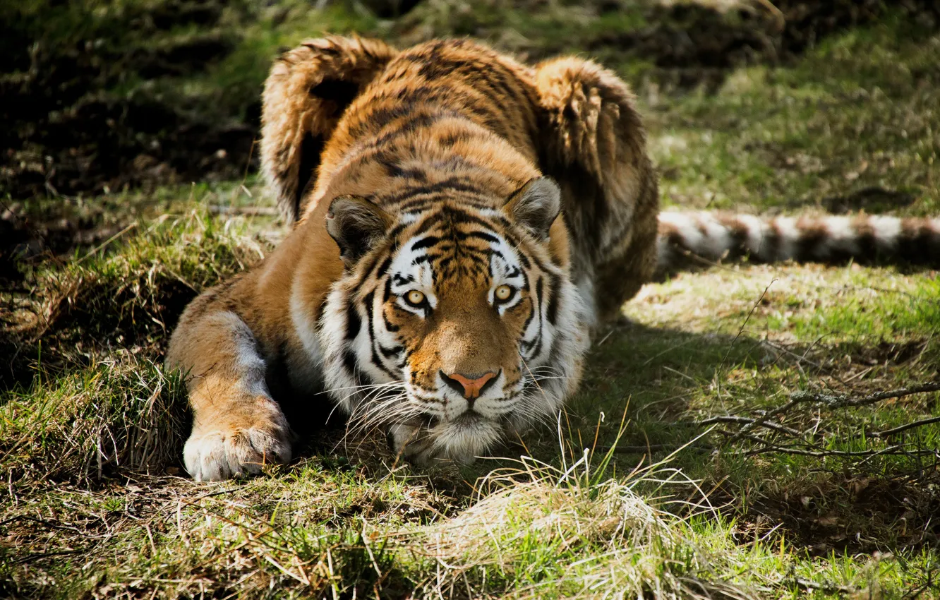 Фото обои трава, тигр, хищник, охота, лежа