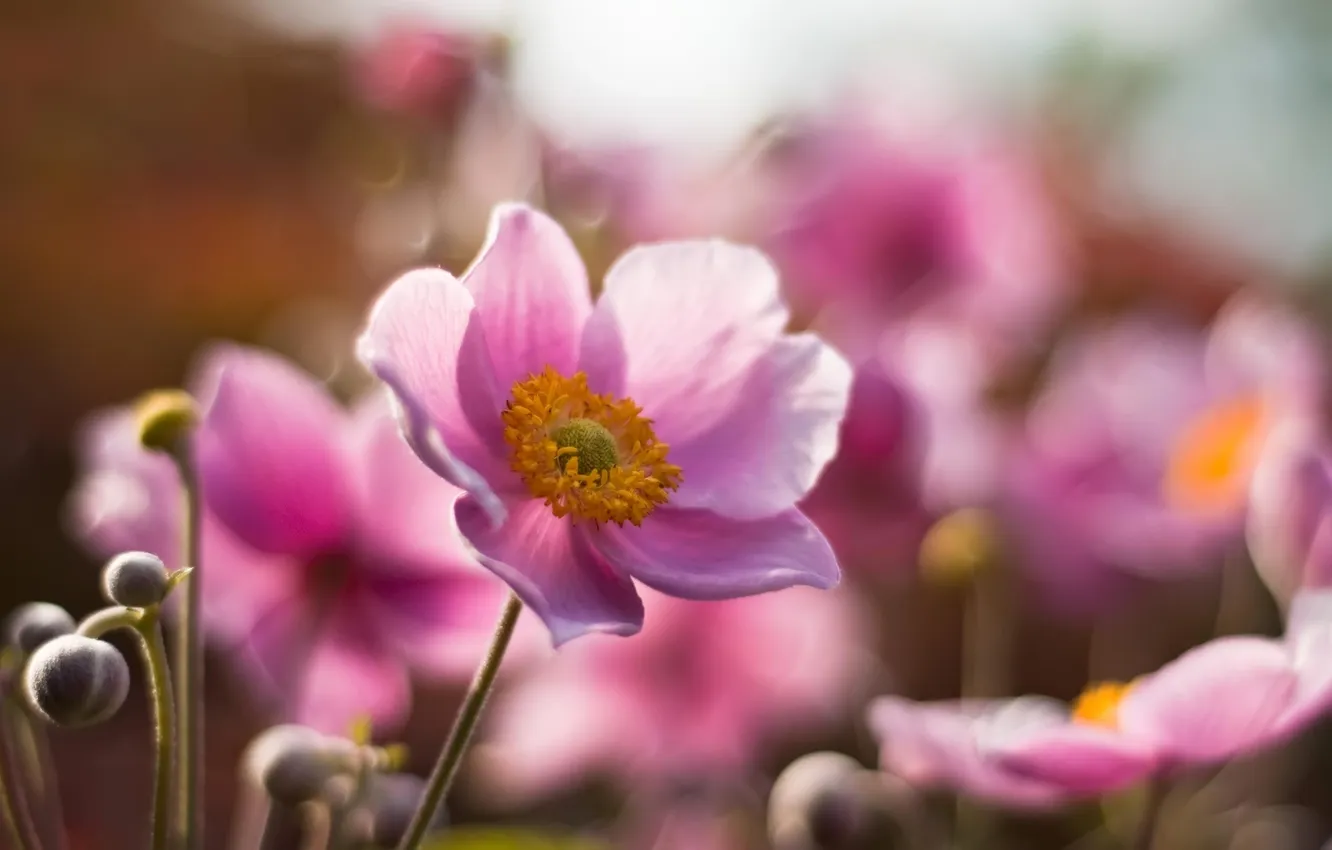 Фото обои цветы, лепестки, розовые, бутоны, Flower