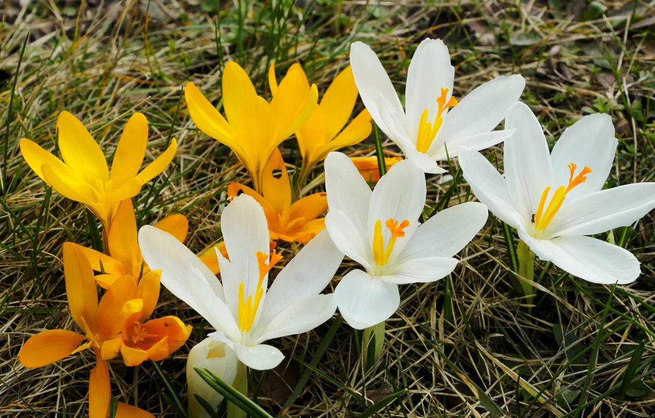 Фото обои white, flower, yellow, spring, crocus