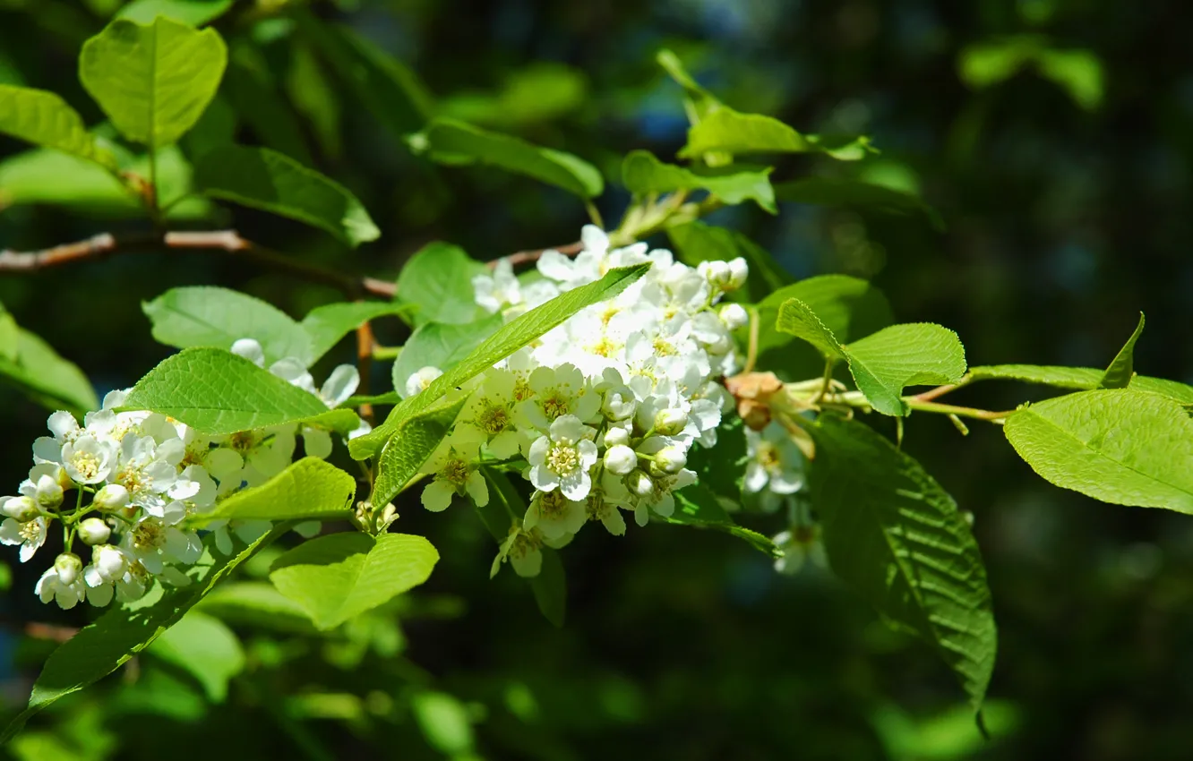 Фото обои весна, цветение, trees, черемуха, Flowering
