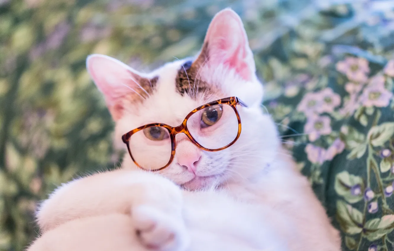 Фото обои кошка, кот, взгляд, очки, котэ