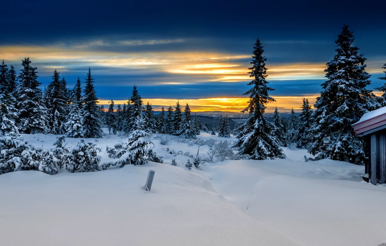 Фото обои зима, лес, Норвегия, Лиллехаммер, Lillehammer