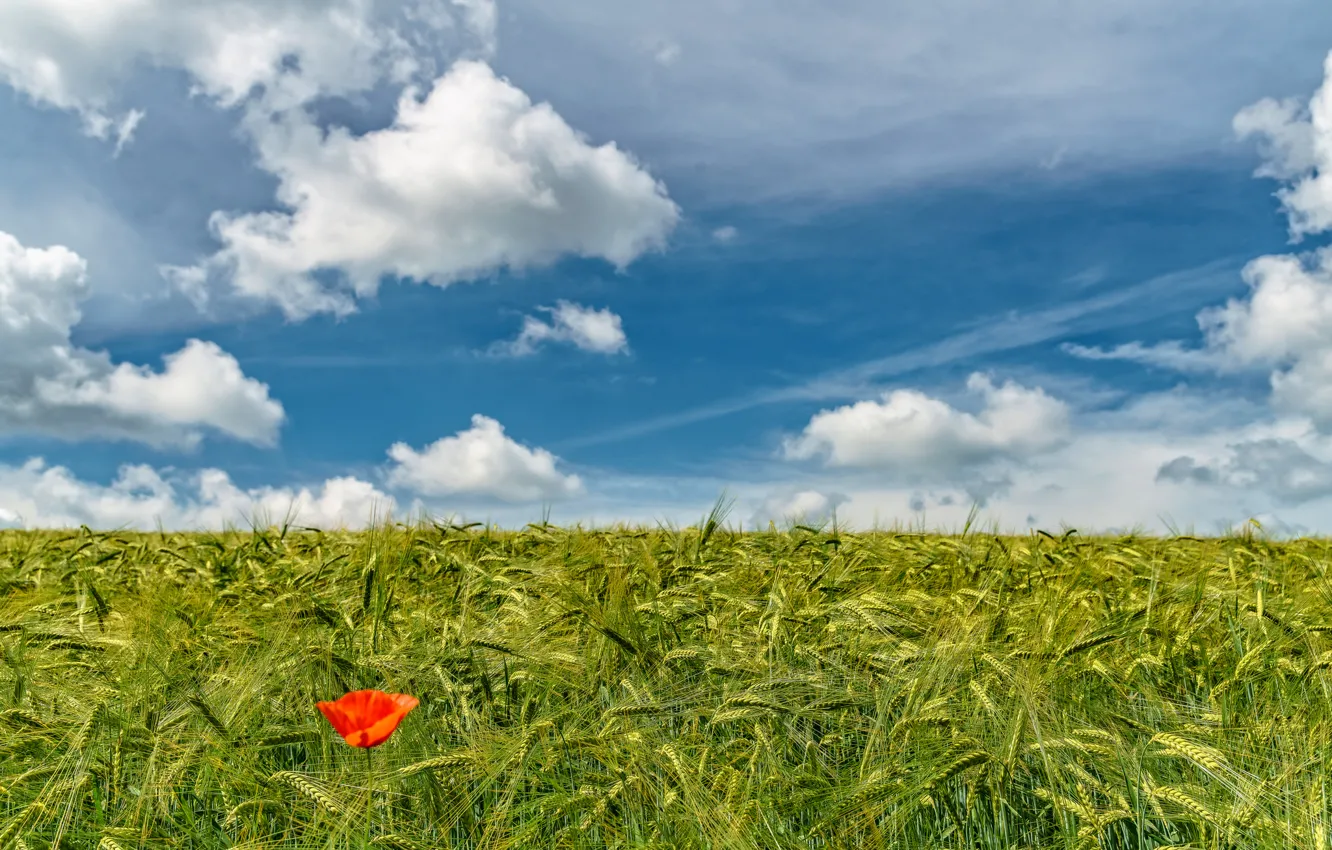 Фото обои flower, field, poppy, wheat