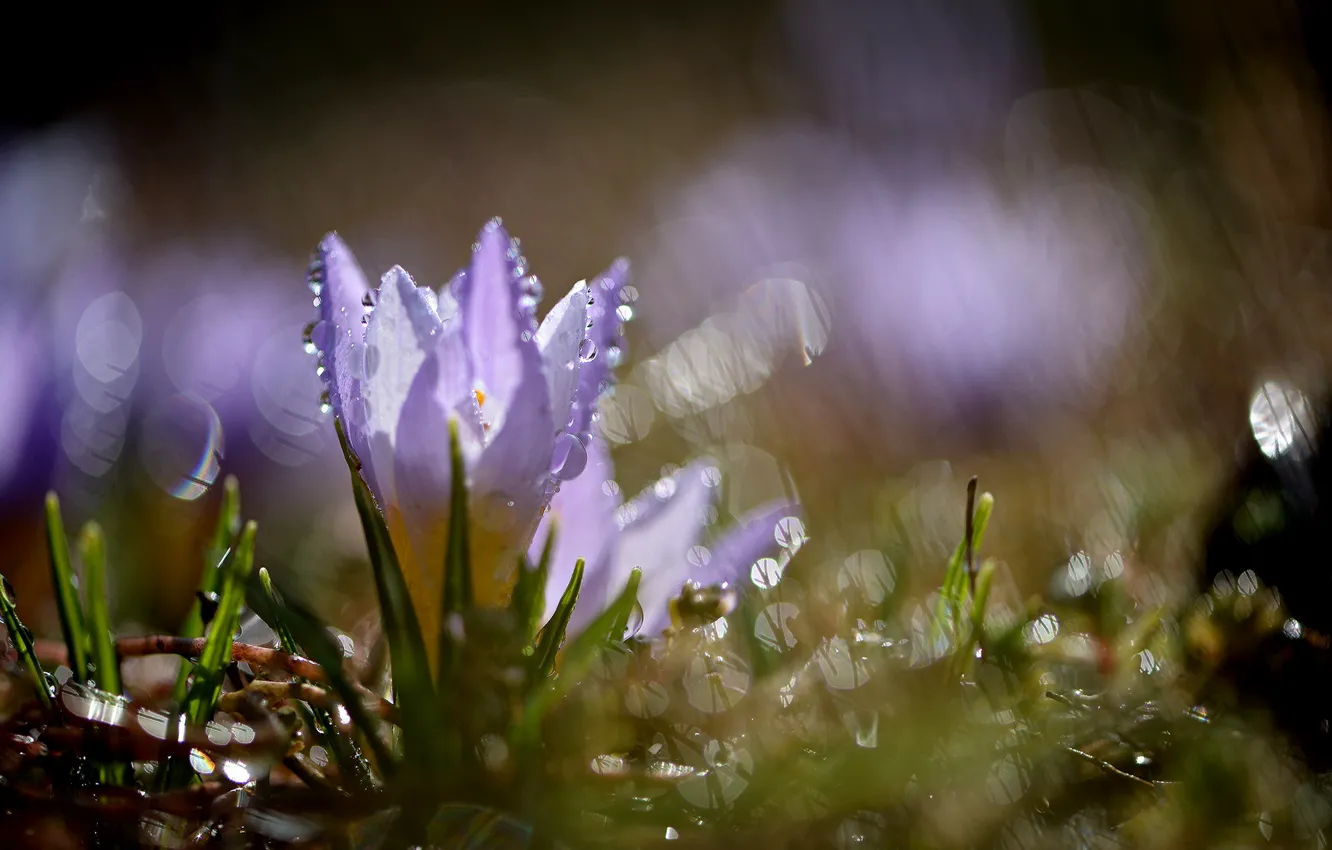 Фото обои макро, цветы, природа, весна, крокус, капли дождя