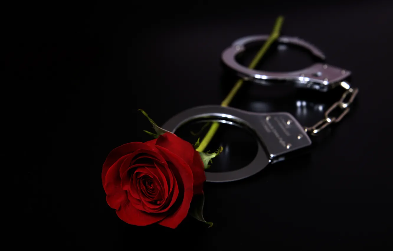 Фото обои праздник, роза, наручники, валентинов день