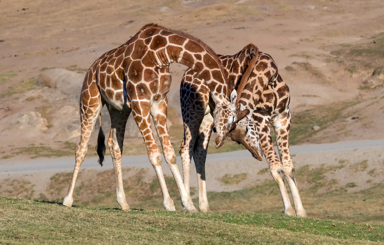Фото обои природа, поза, игра, жираф, дружба, пара, жирафы, ласка