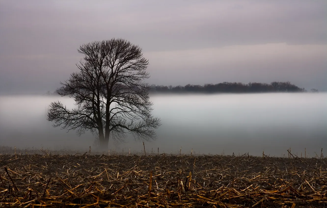 Фото обои поле, пейзаж, туман, дерево