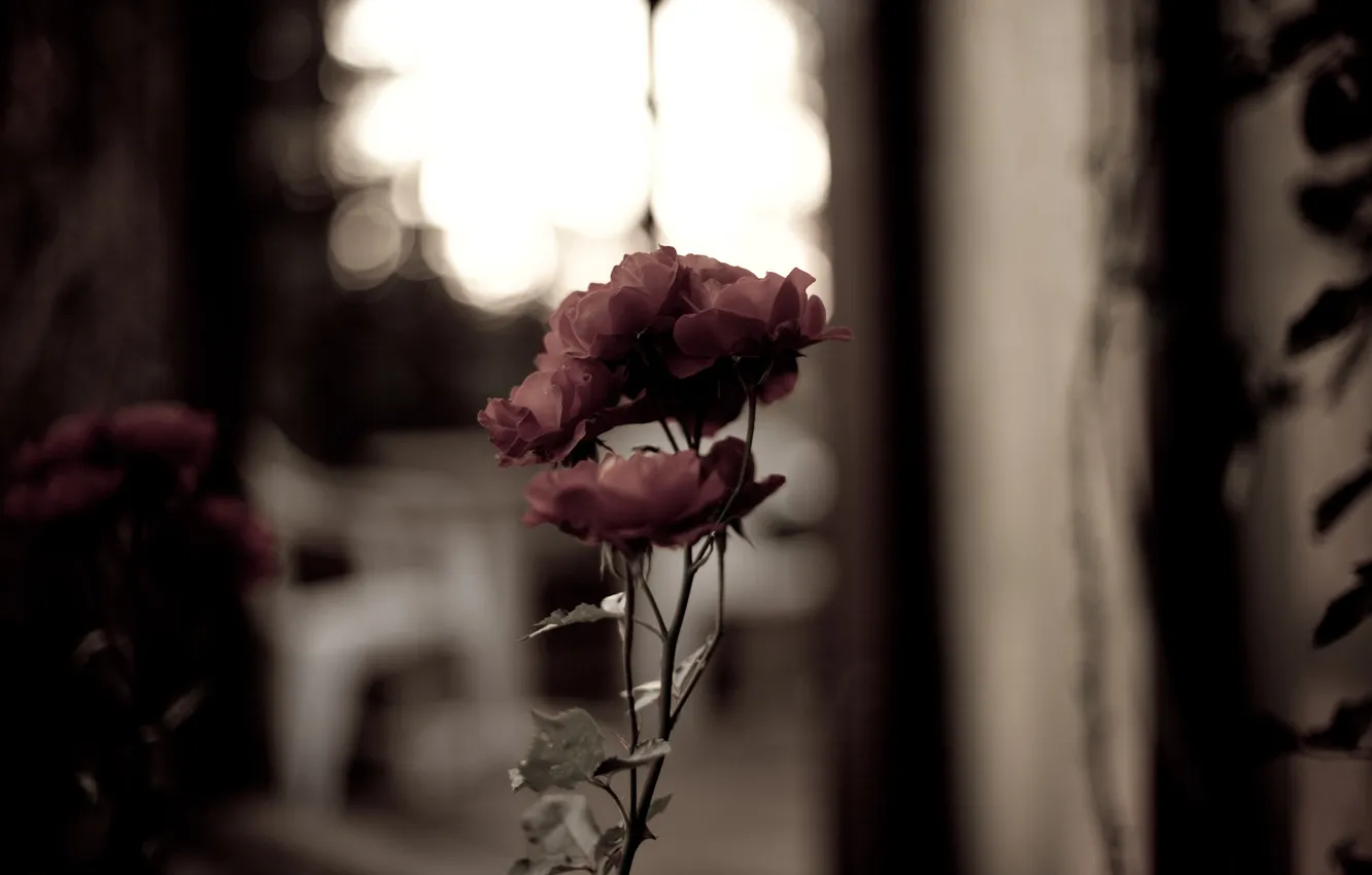 Фото обои розовая, роза, фокус, резкость