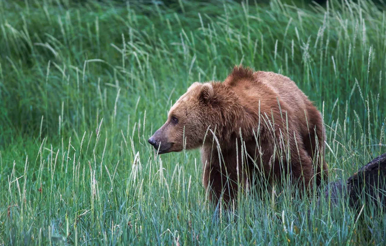 Фото обои трава, природа, Аляска, США, бурый медведь
