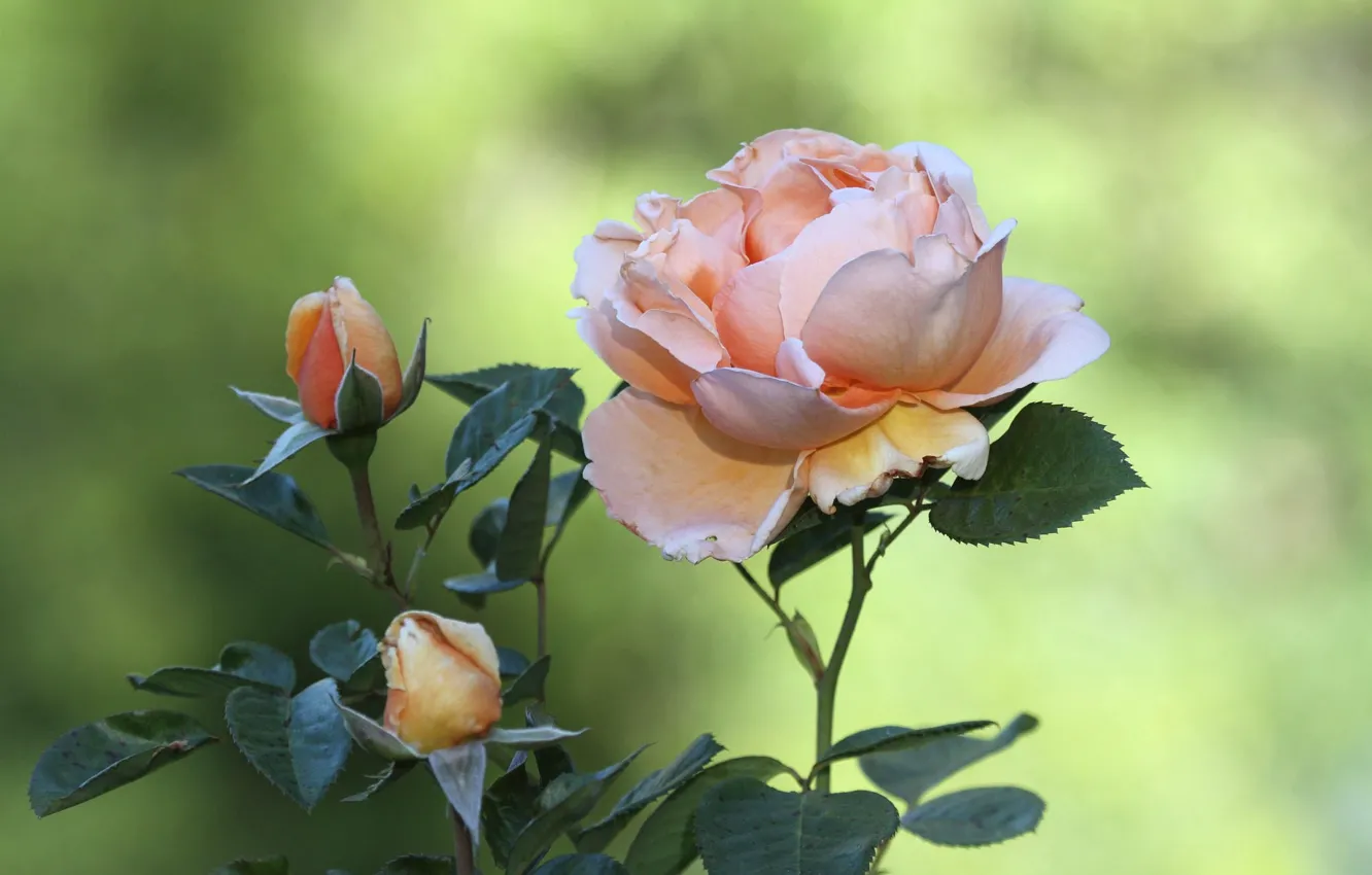 Фото обои цветы, фон, роза, лепестки, бутоны, персиковые