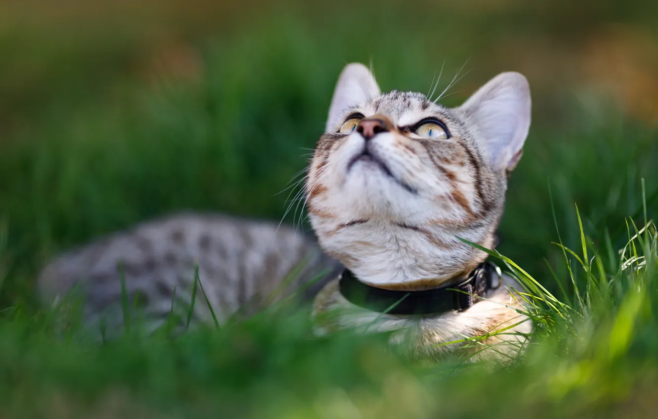 Фото обои кошка, трава, взгляд, морда, котенок, лежит, смотрит вверх