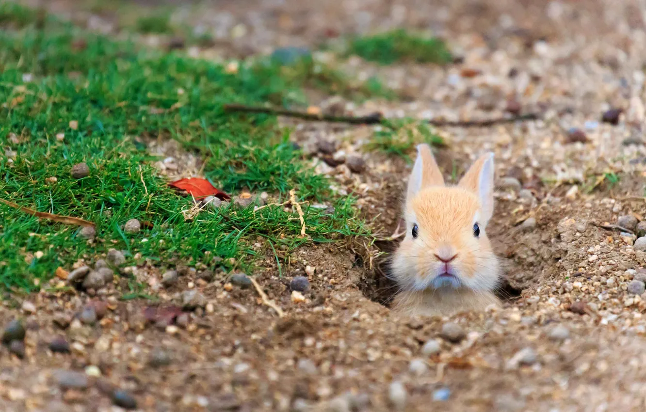 Фото обои Япония, префектура Хиросима, Кролик-Айленд, одичавший домашний кролик, остров Окуносима