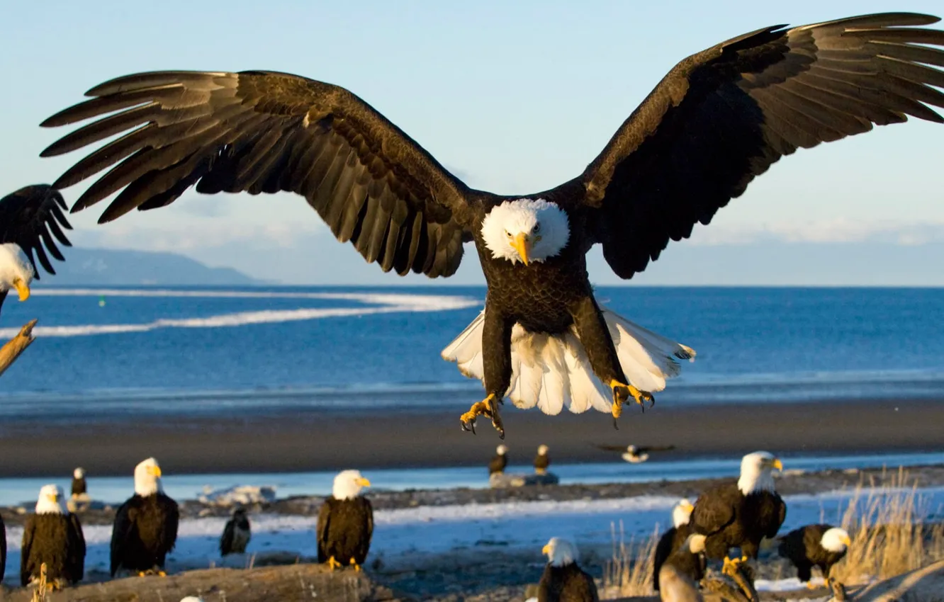 Фото обои море, птицы, орел, крылья, посадка
