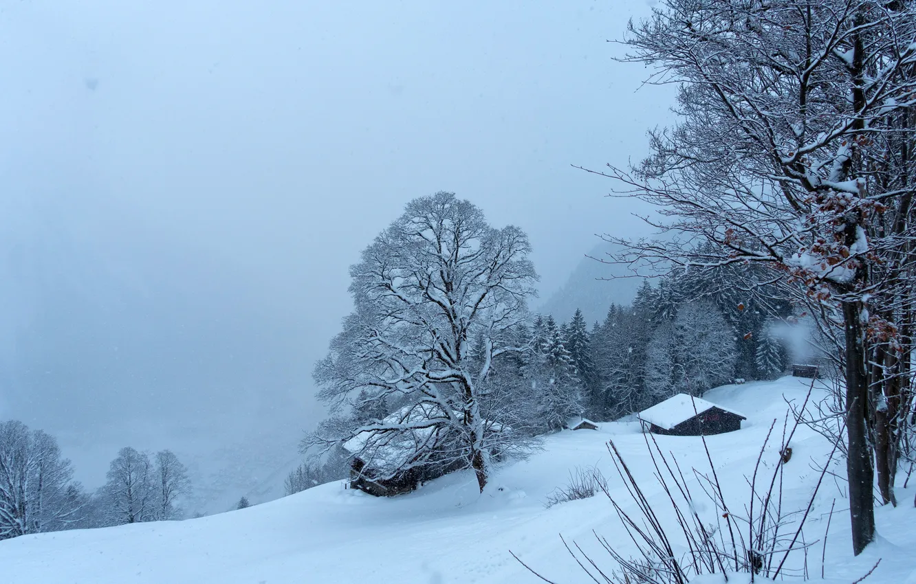 Фото обои зима, лес, снег, деревья, горы, синева, Швейцария, склон