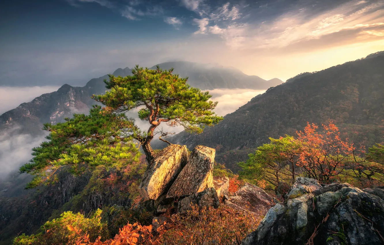 Фото обои осень, лес, небо, горы, ветки, туман, камни, дерево