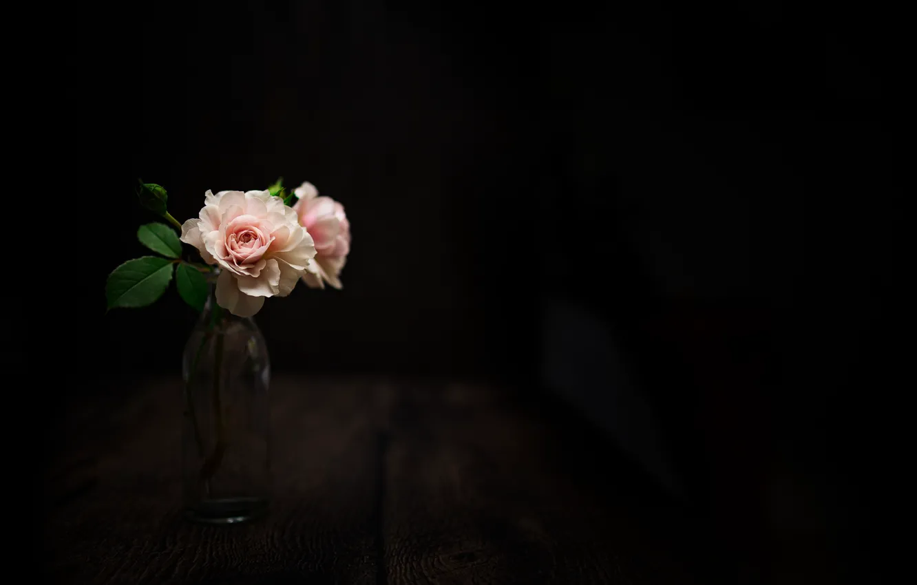 Фото обои цветы, фон, роза