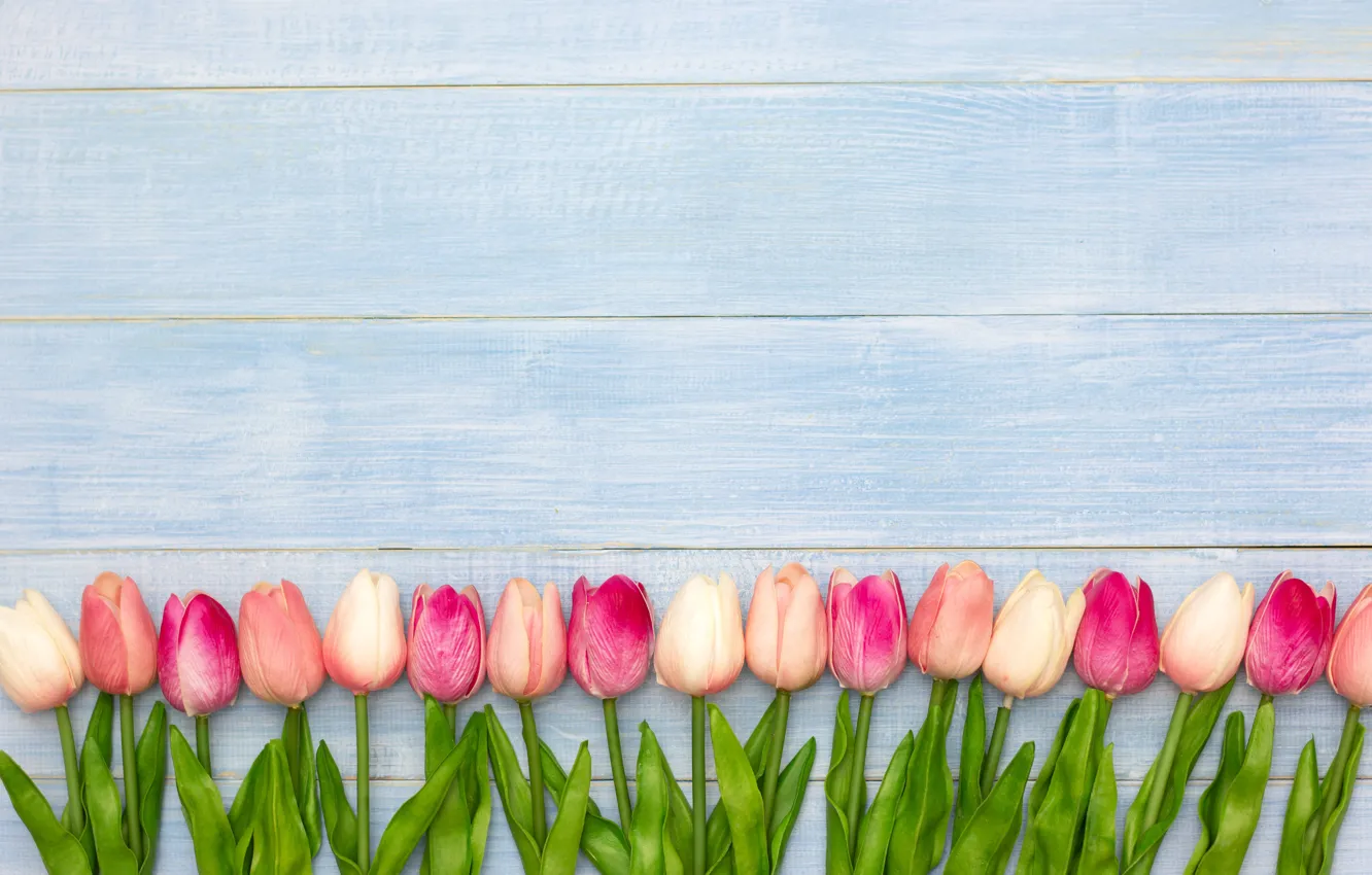 Фото обои цветы, тюльпаны, розовые, white, wood, pink, flowers, tulips